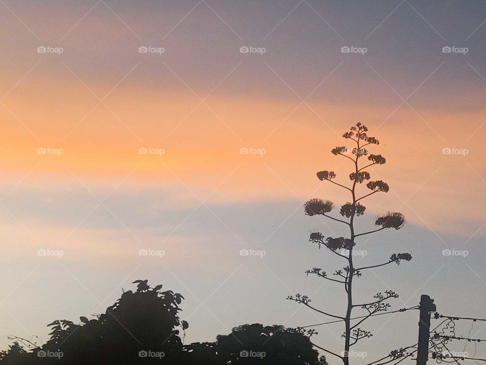 agave at dawn Jamaica