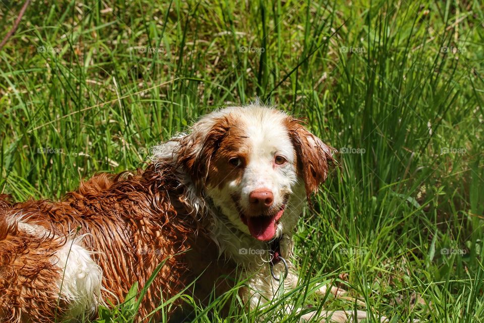 Happy dog