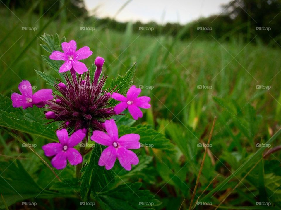 Oklahoma Rose Verbena