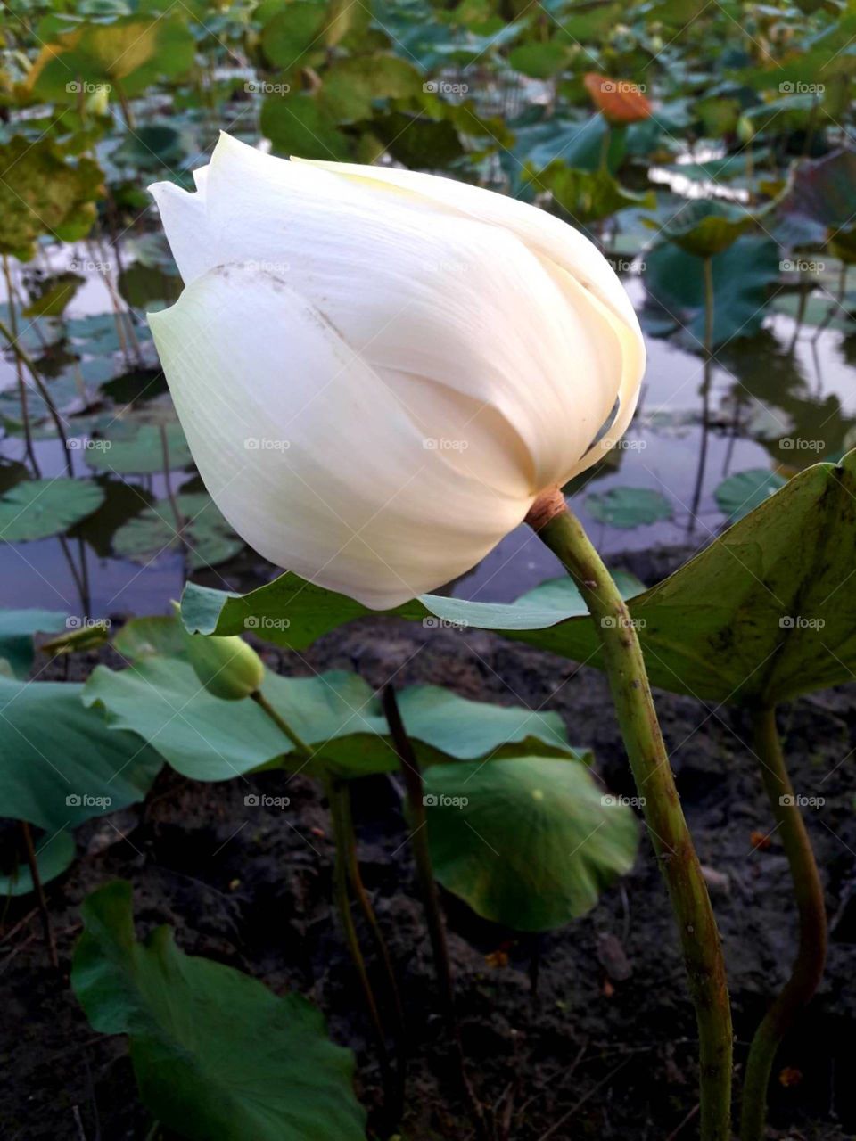 White flower