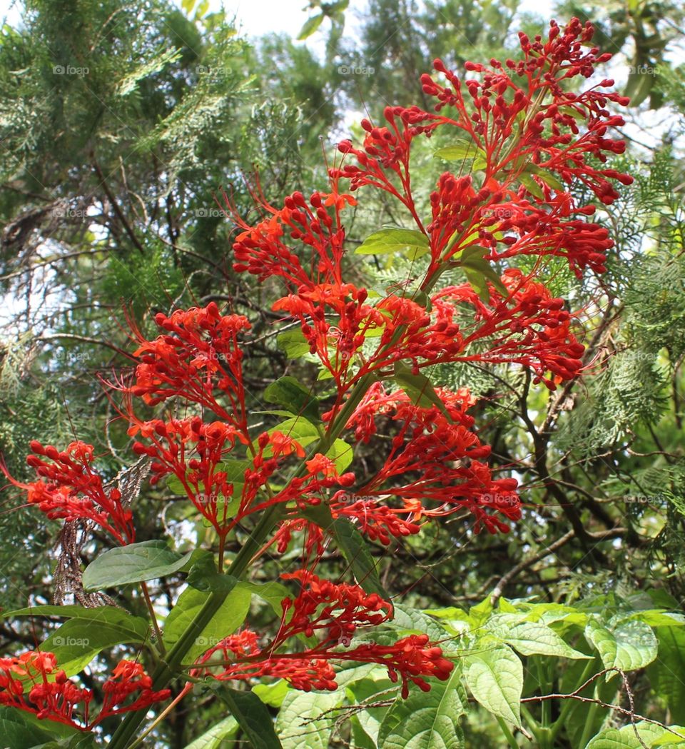 This tiered red flower is called a jawer flower or comb called a jawer or comb because it looks like a hen's comb with a striking red color.