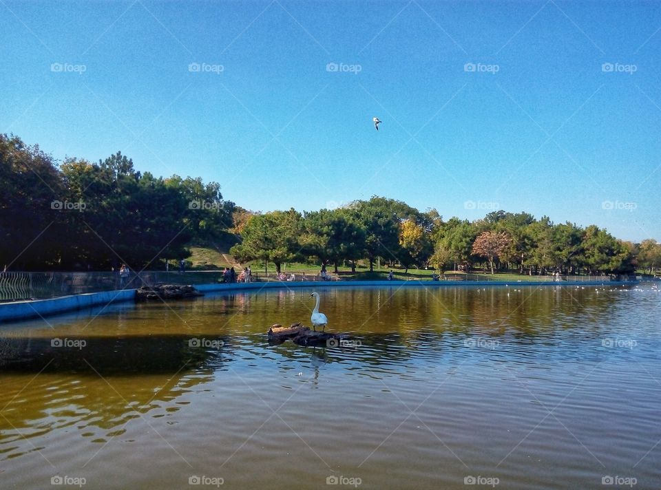 swan on the lake лебедь на озере