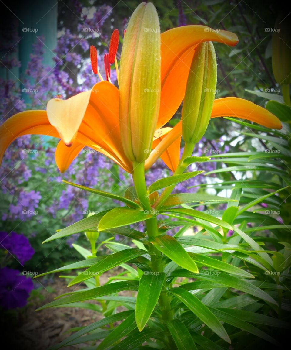 Nature. Tiger Lily