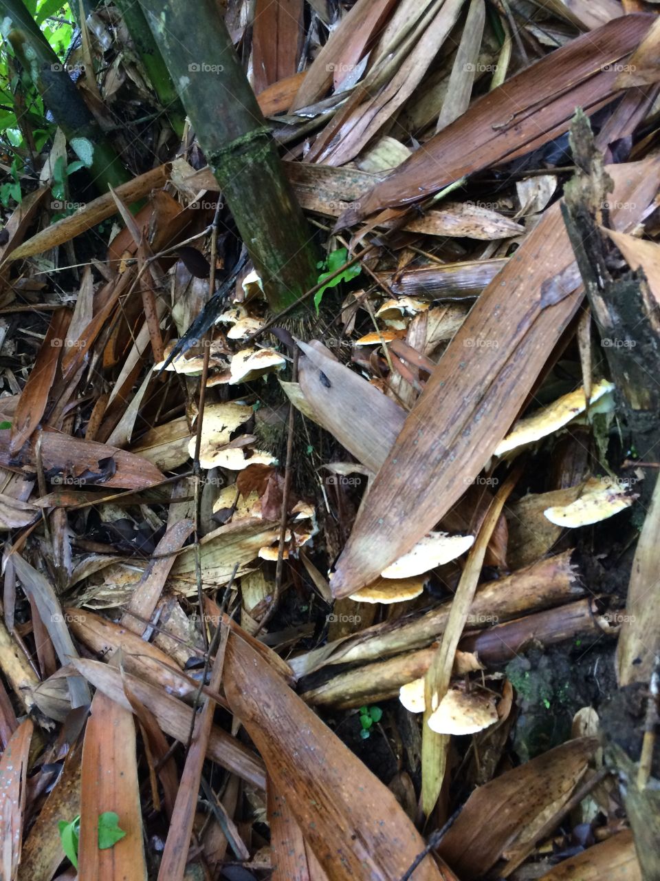 jamur mengumpul direruntuhan dedaunan