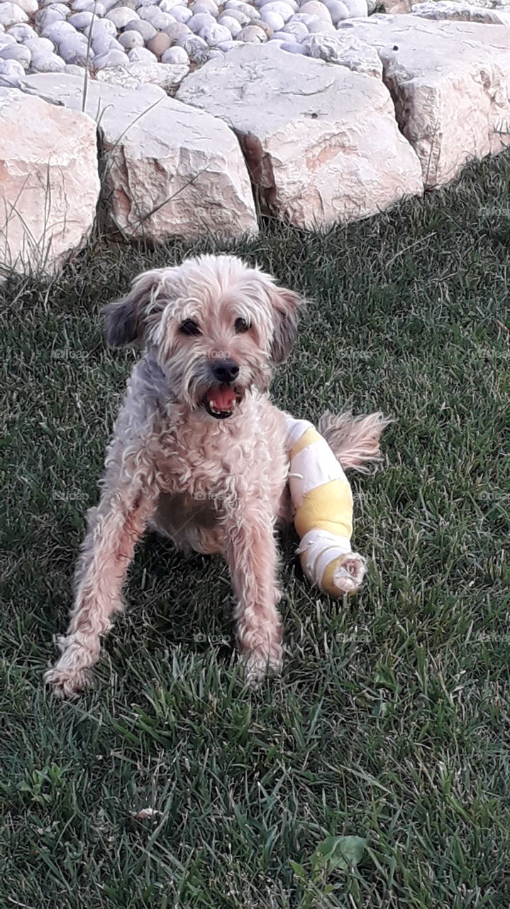 my dog Mila with her broken leg