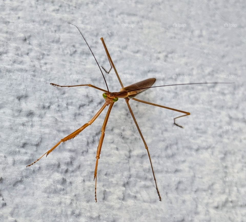 Hello There Little Friend