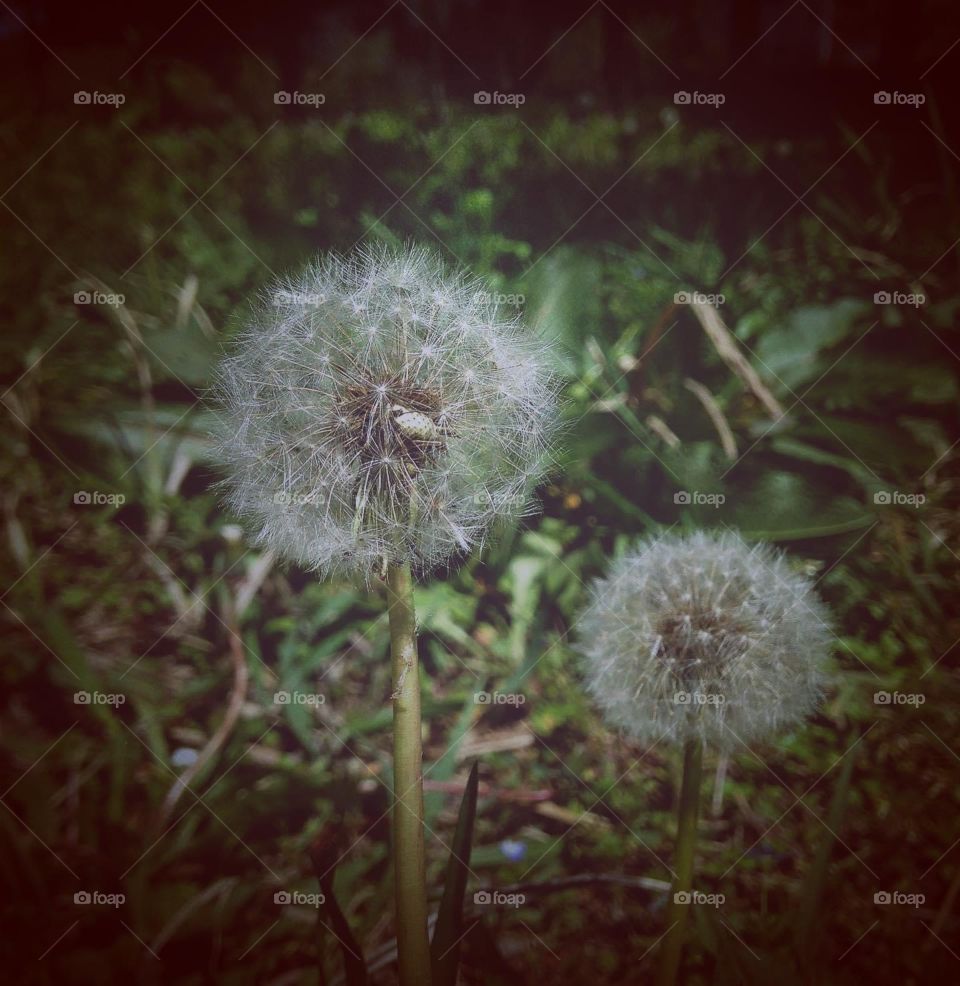 Dandelion 