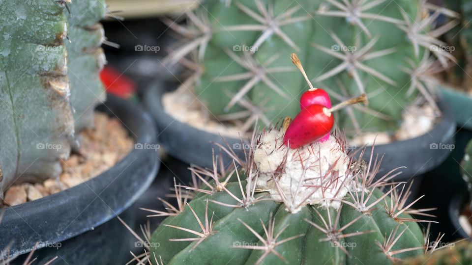 cactus seed