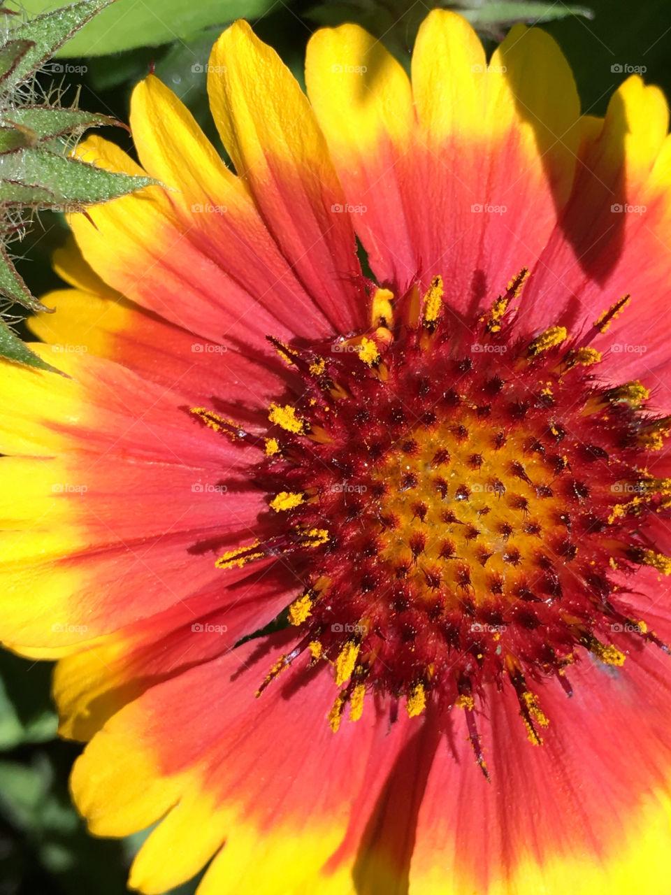 Red and yellow daisy flower