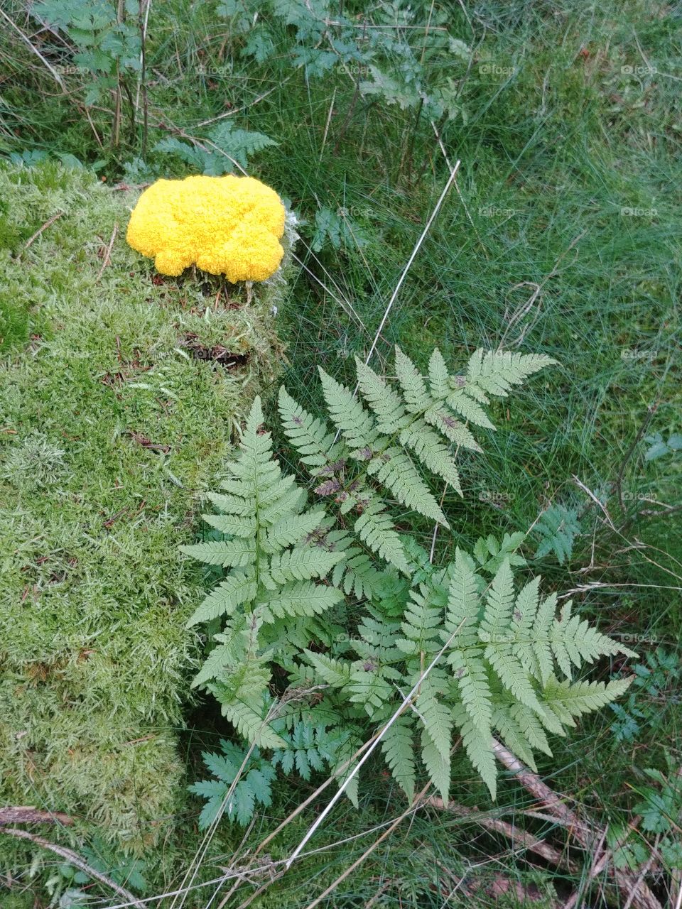 Wald. waldboden grün gelb yellow tree Forest pilz mushroom