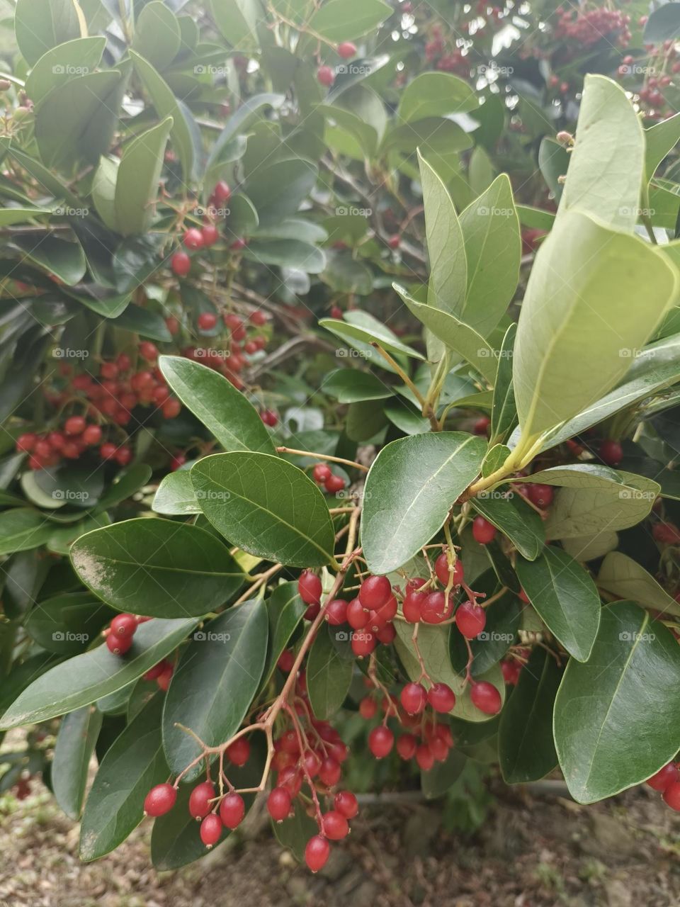 Shuangliu Recreation Area Coral Tree