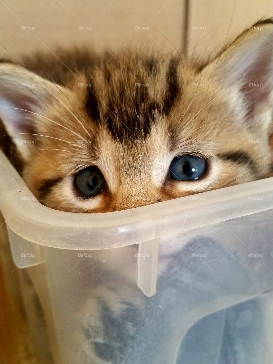 Little one playing in a box of toys!