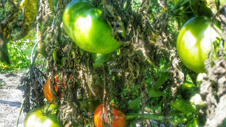 Plants. Tomatoes Ripening on the Vine