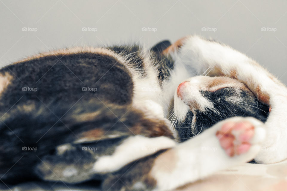 gatita durmiendo la siesta en la cuarentena