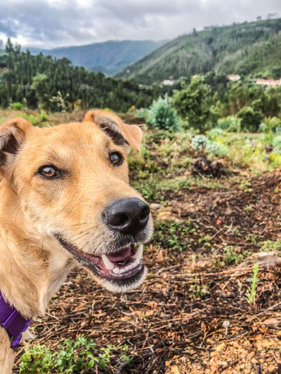 A happy, smiling dog is looking forward to an adventurous walk