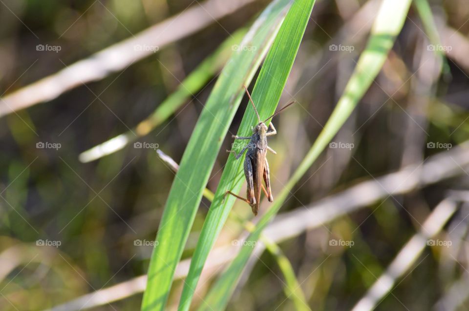 Cricket