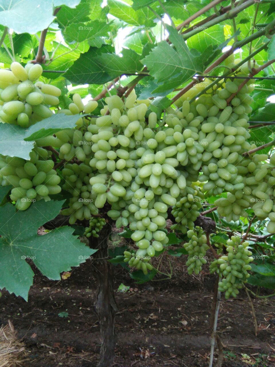 grapes