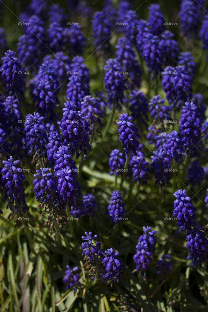 Lavender flower field