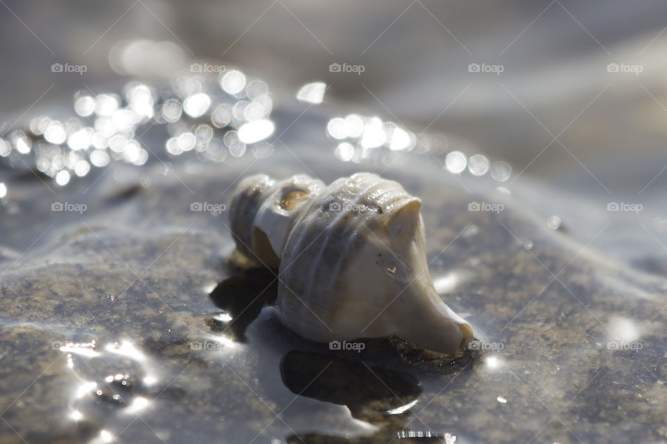 White seashell by the sea 