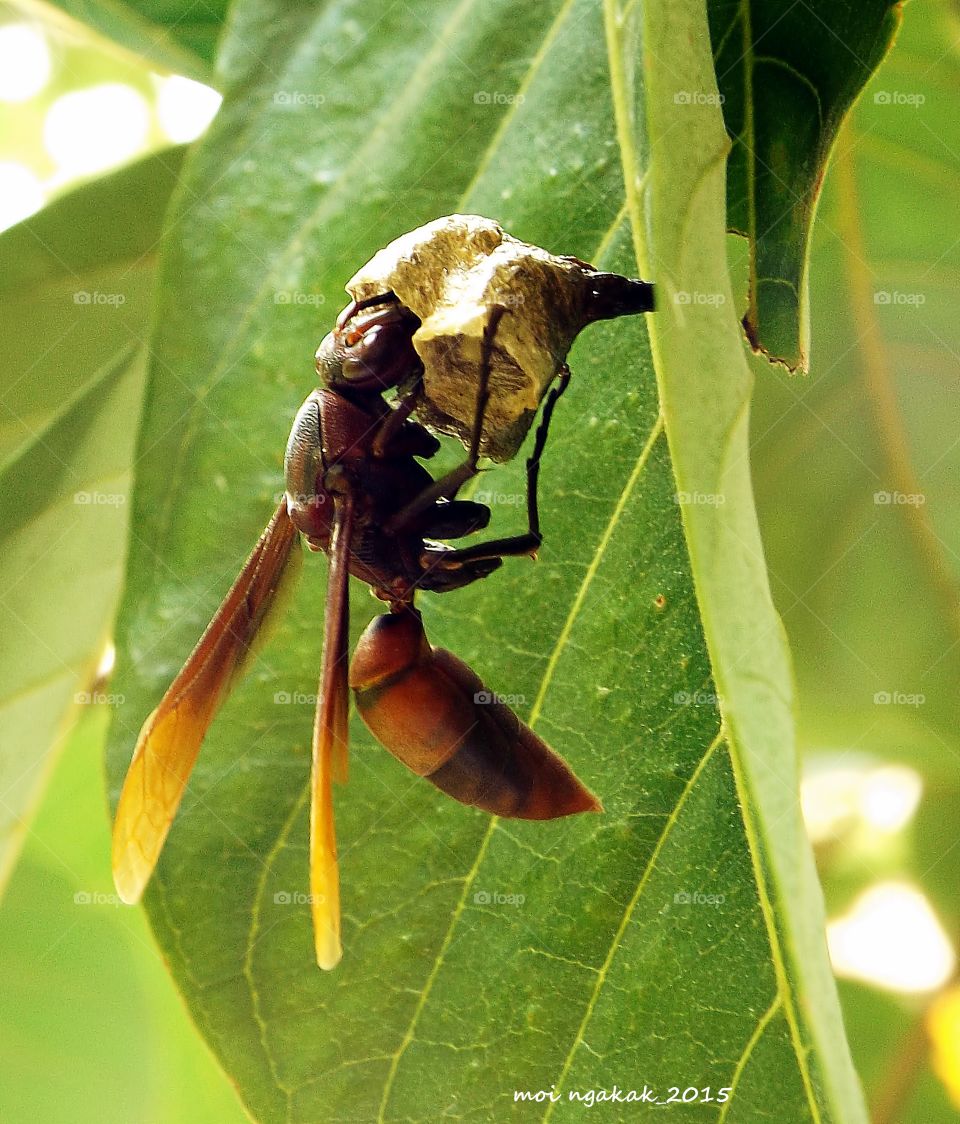 making a home. a bee is making a home
