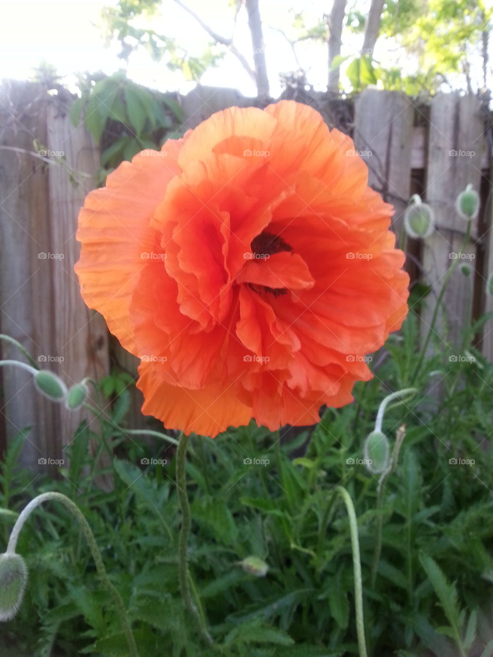 brilliant orange flower