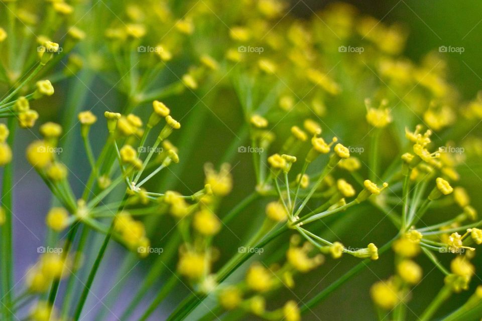 Dill weed flowers