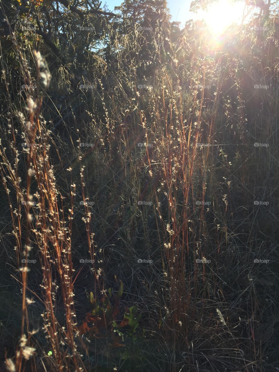 Golden Grass in Sunset during Golden Hour