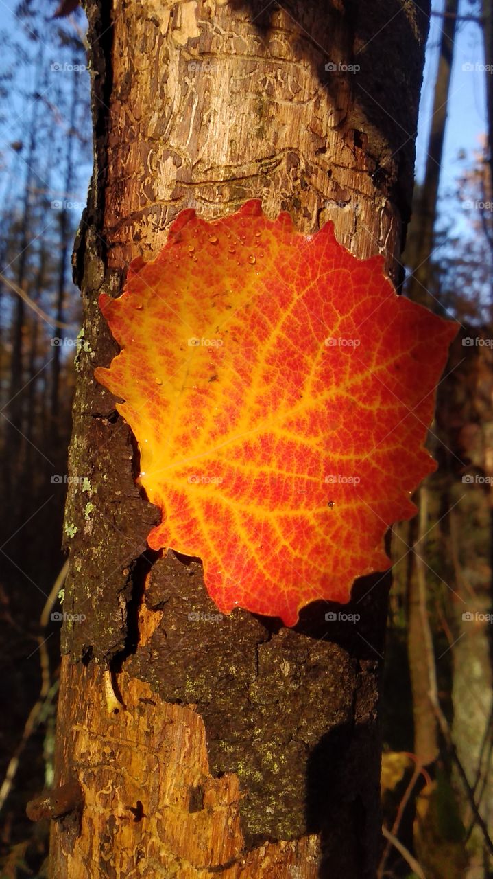 красивый осенний листочек застрял под корой ели