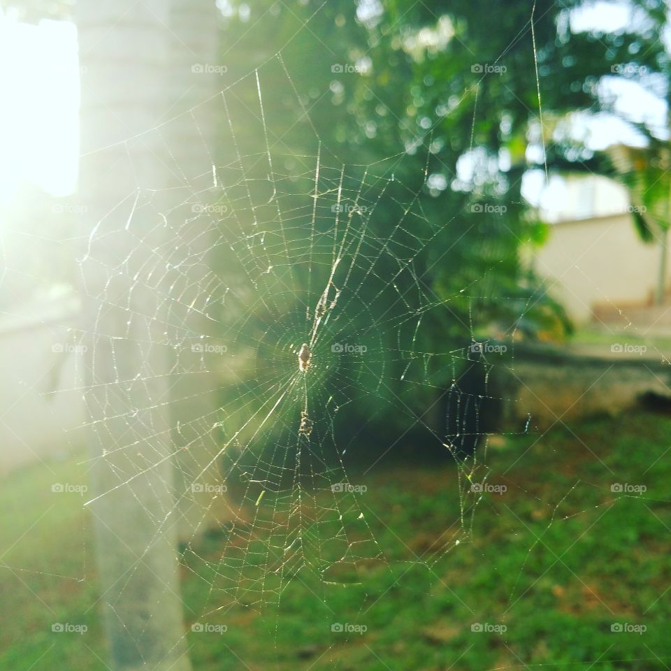 Spider Web