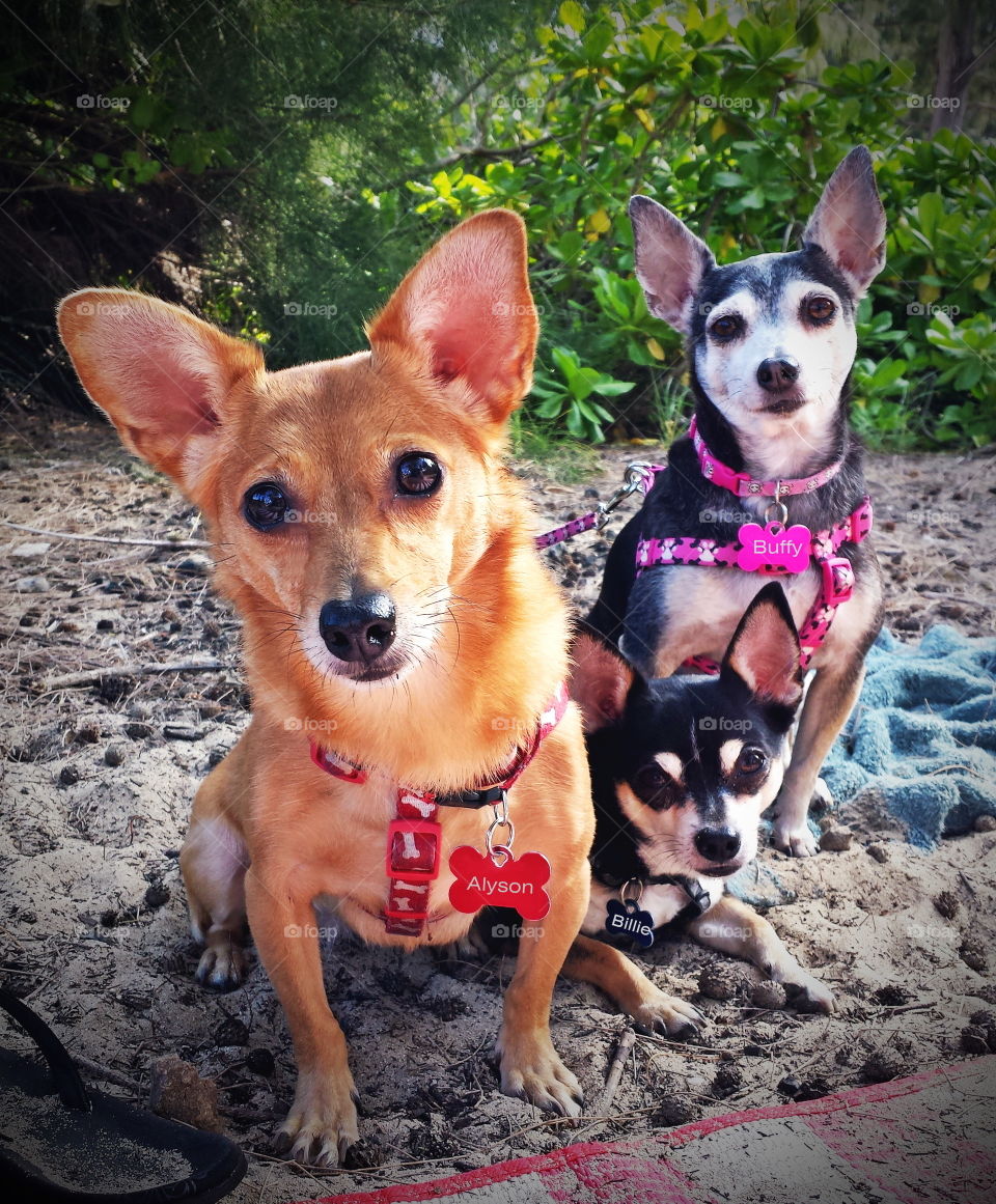 My little furry minions that come with me at most of my outdoor outings, chilling at the beach.
