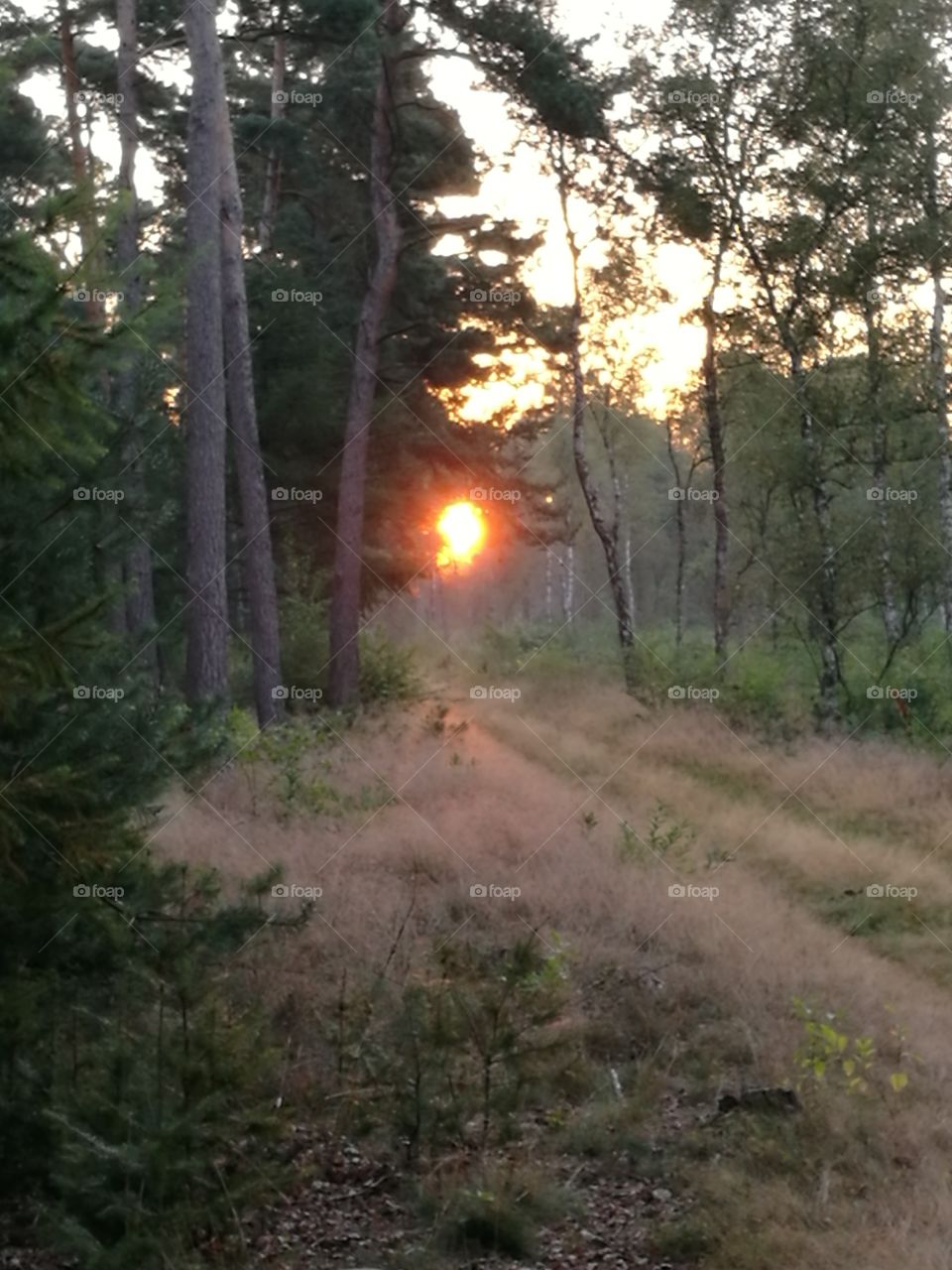 forest and sunrise