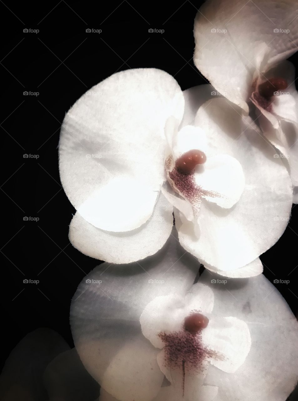 White orchids against a black background 