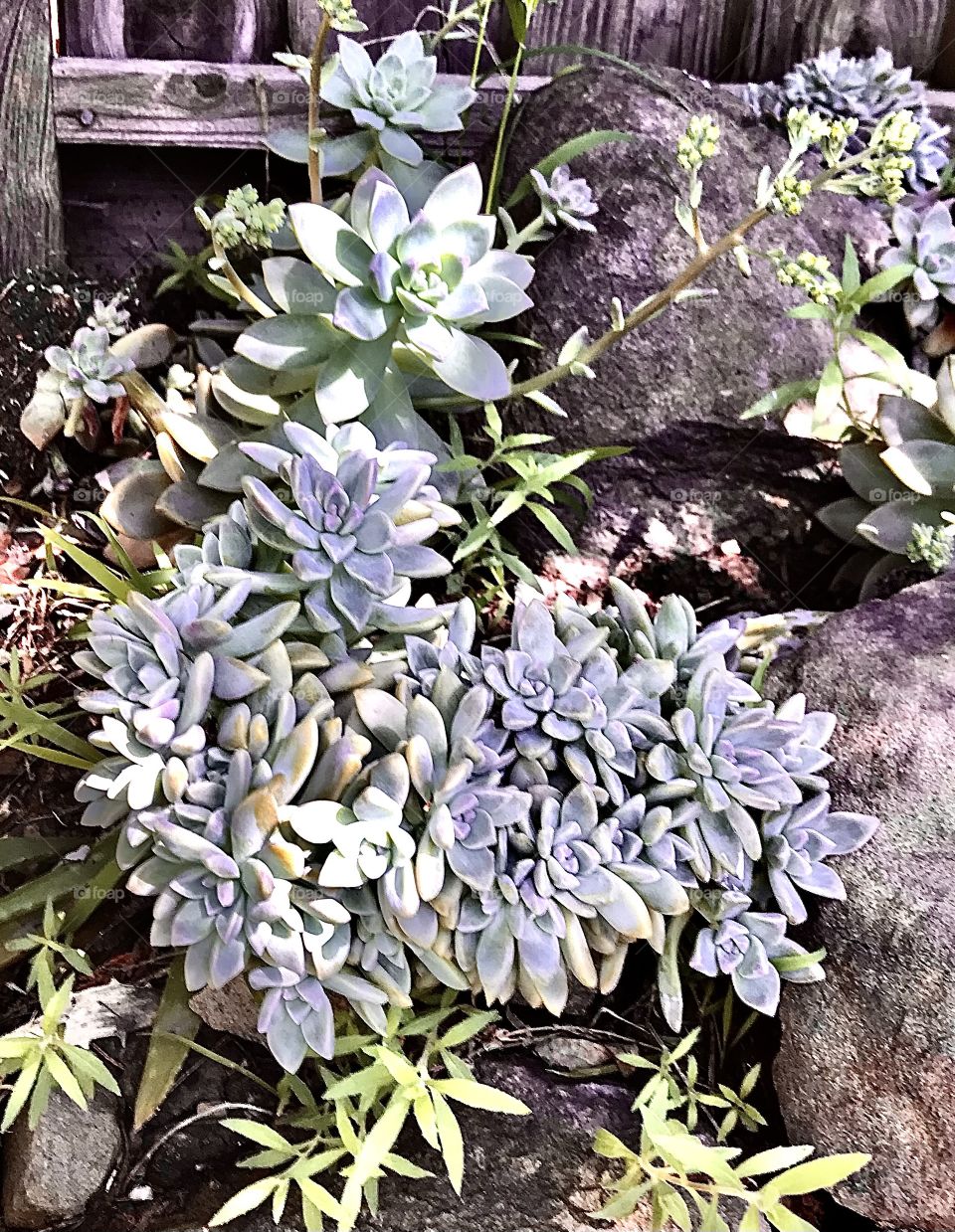 Pastel graptopetalum succulents 