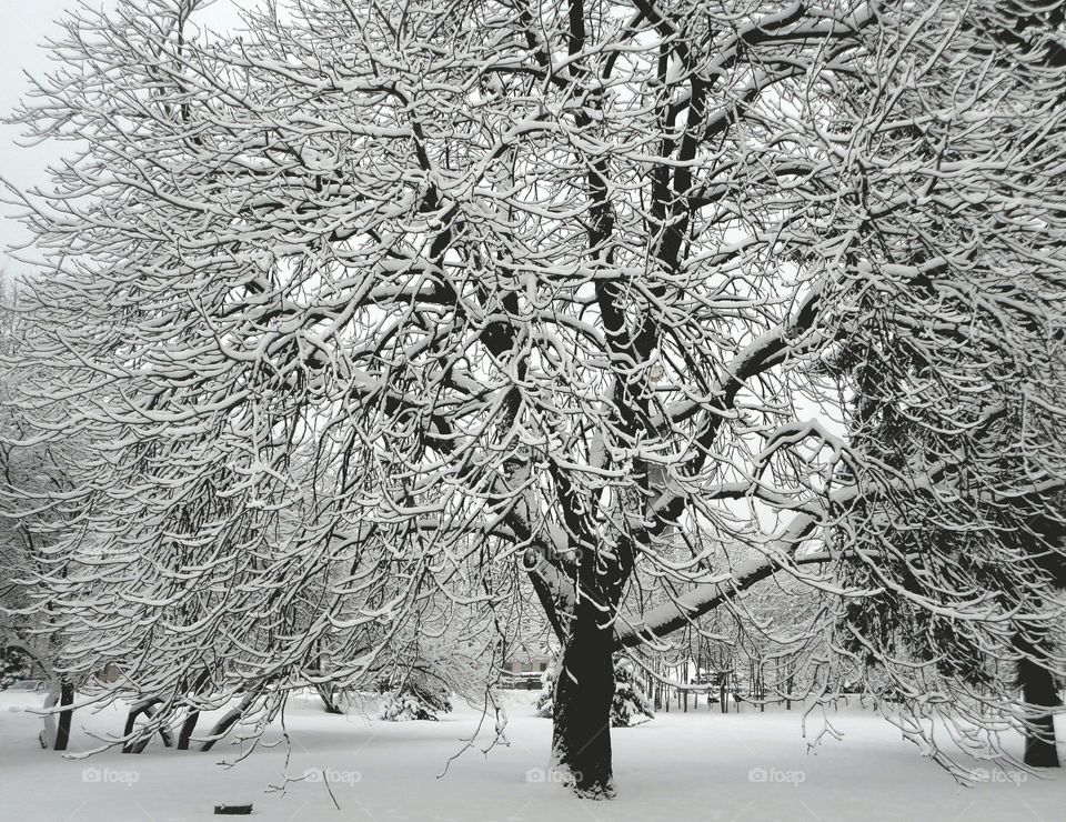 Winter, Tree, Snow, Wood, Frost