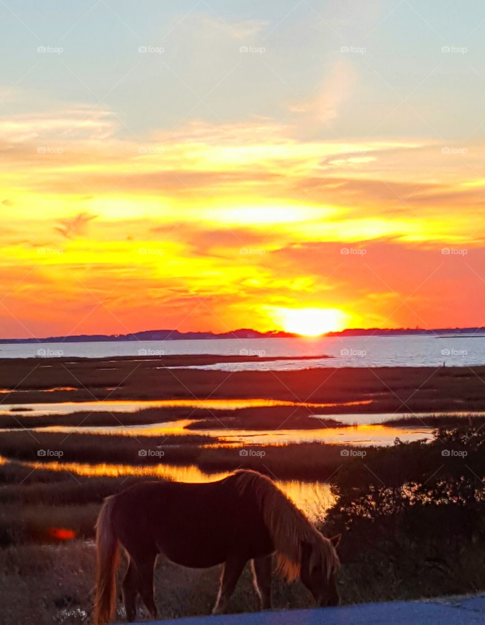 Horse grazing grass during sunset