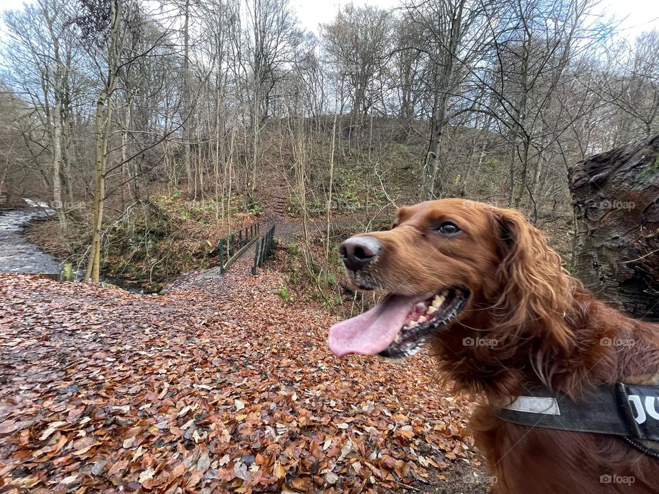 Quinn’s walk today … Autumn leaves everywhere !