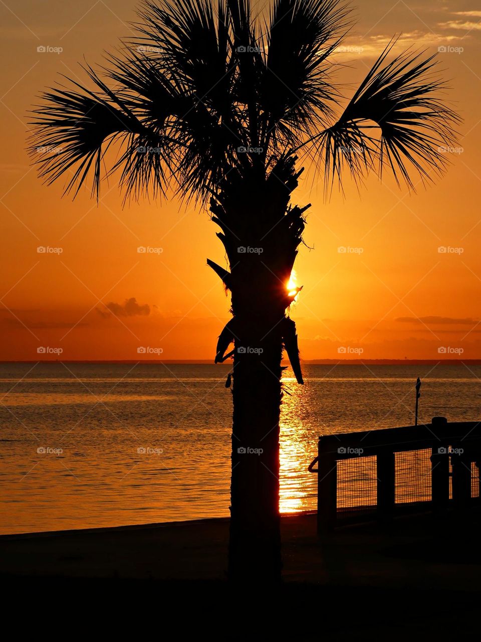 The perfect time is the golden hour, when the setting sun is filtering through the palm trees