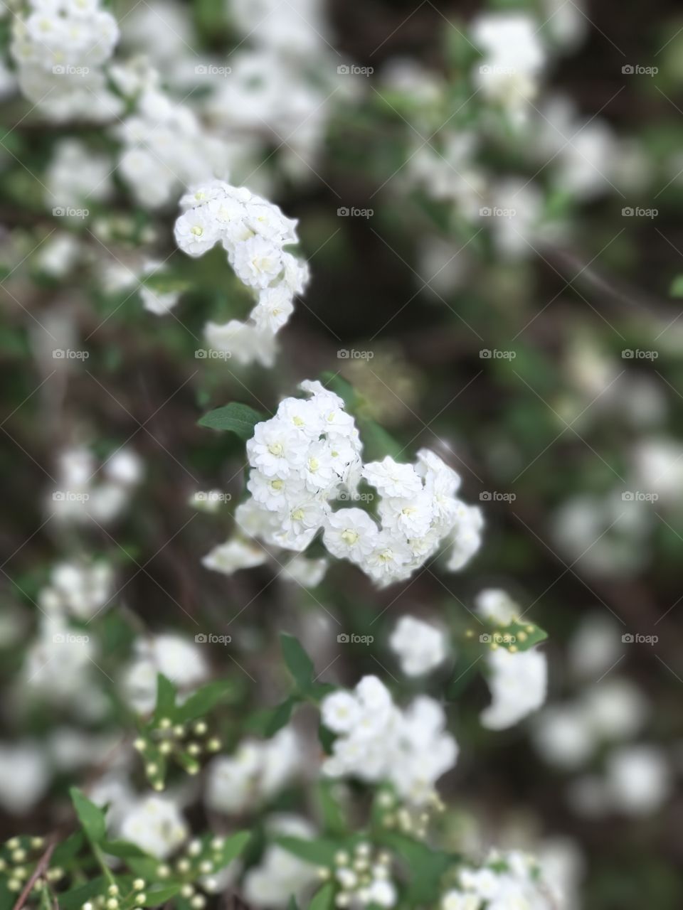 Bridal Wreath Beauty 