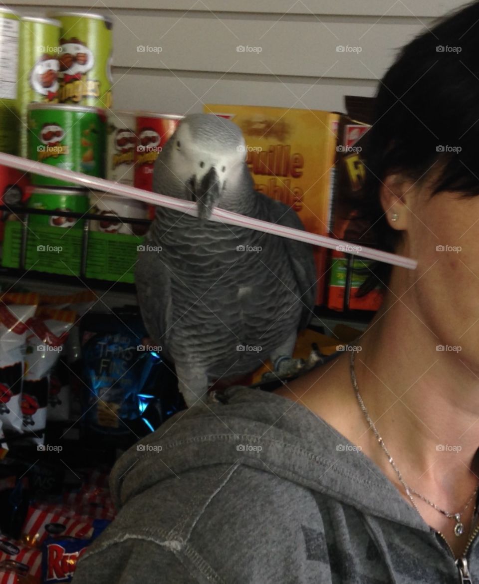 African grey playing with a straw 