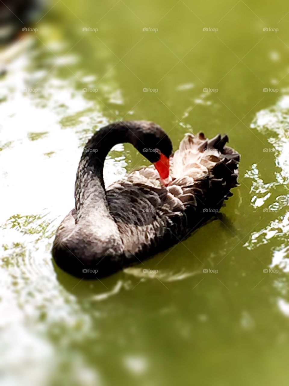 Black Swan Floating 