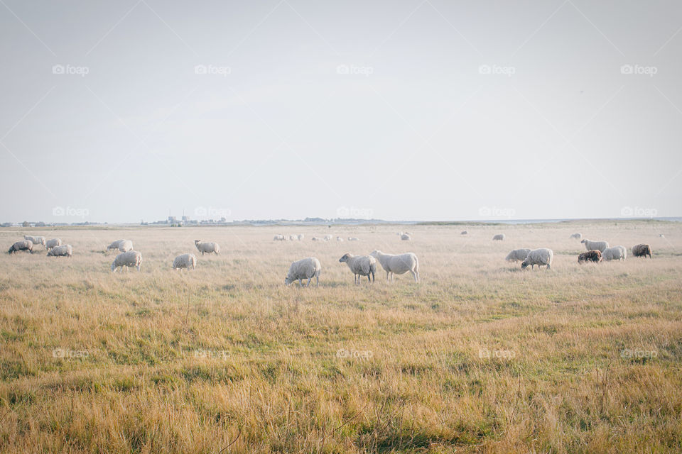 Muted colored photo of a field in an open landscape with sheep walking over yellow and green colored grass