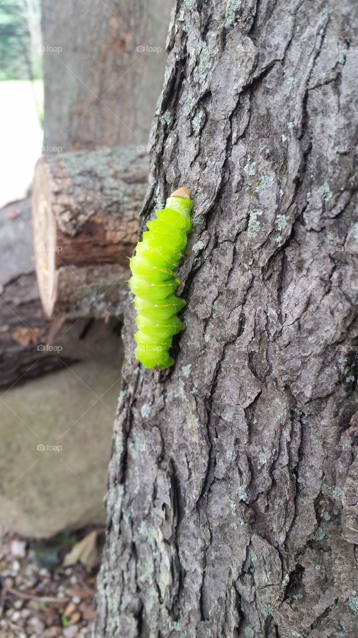 Big Green Caterpillar Going to Be Luna Moth