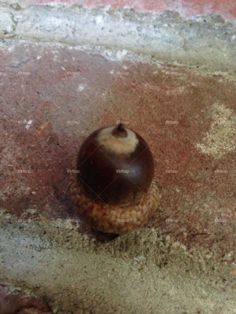 Acorn