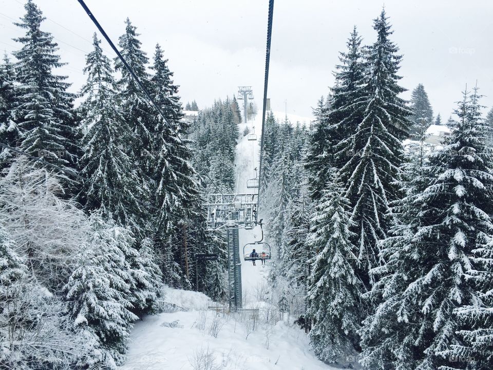 Winter, Snow, Cold, Frost, Wood