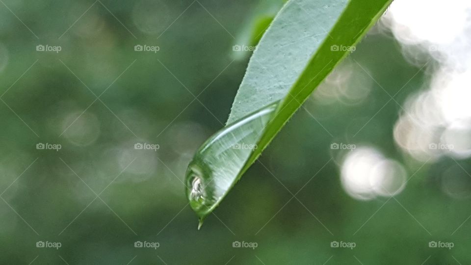 Dew drop on a green Leaf