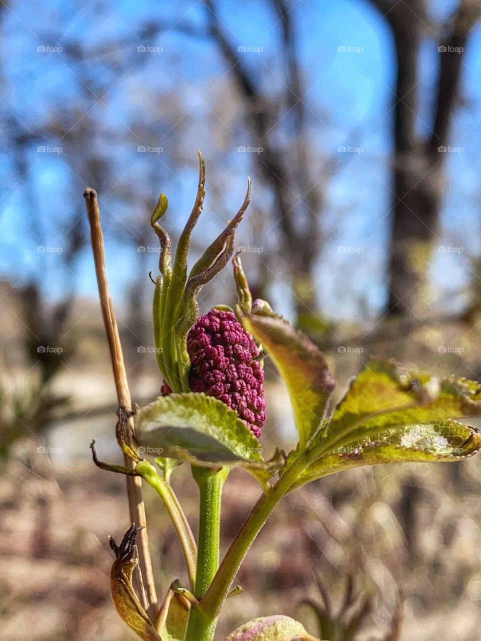 Elderberry 