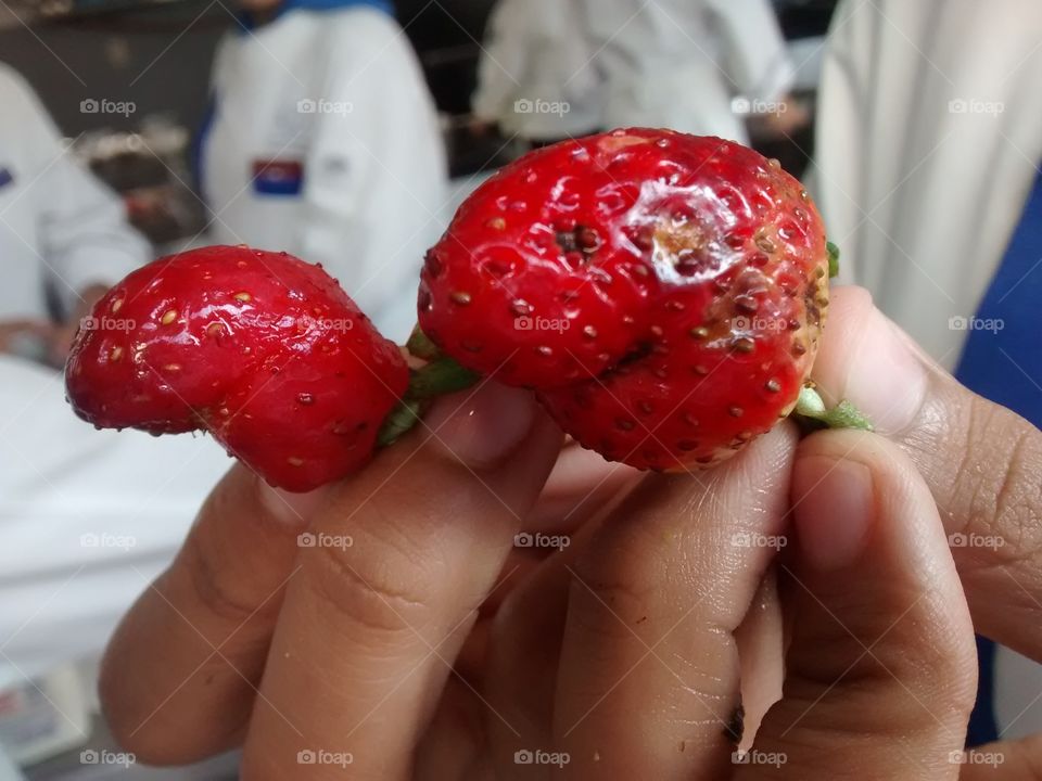 shark strawberry 🍓