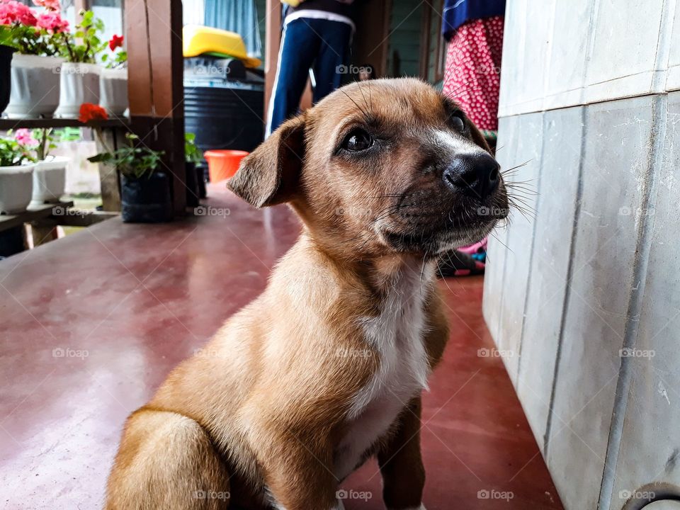 A cute puppy looking around