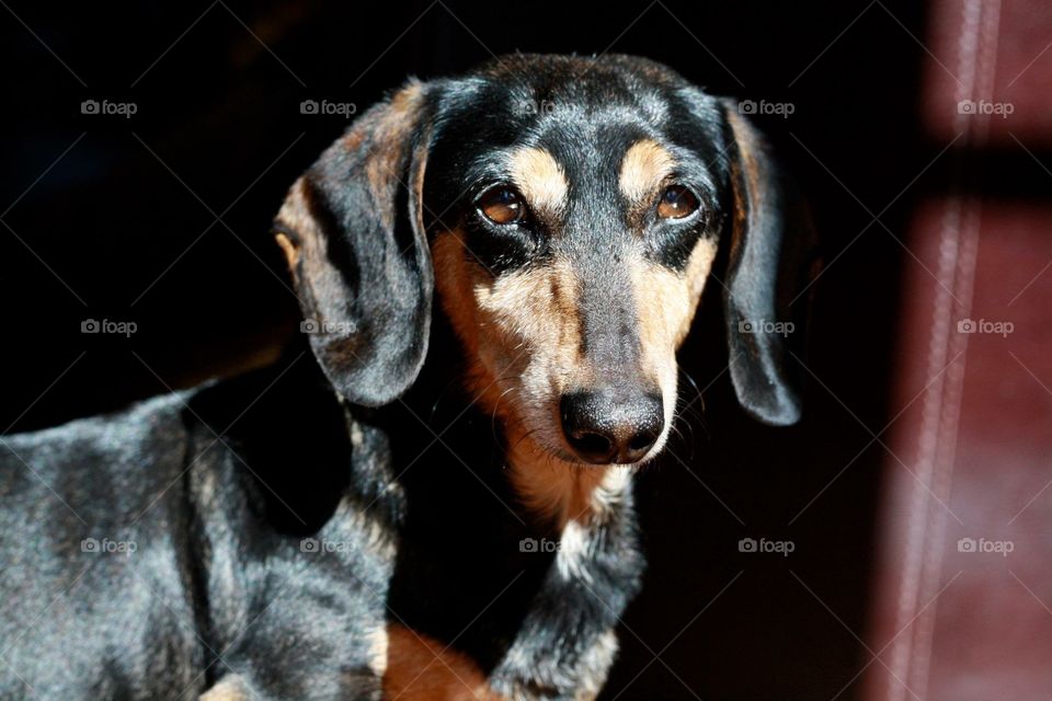 My handsome dachshund