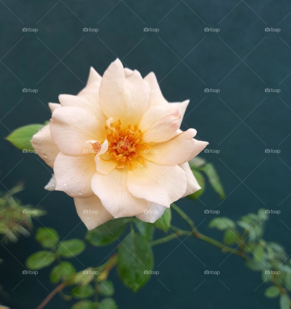 rose flower